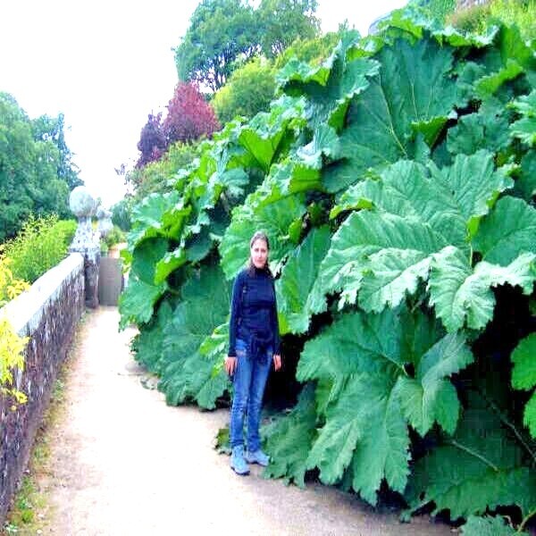 25 GUNNERA MANICATA SEEDS “Dinosaur Food” Giant Hardy Exotic Flower Plant RARE!