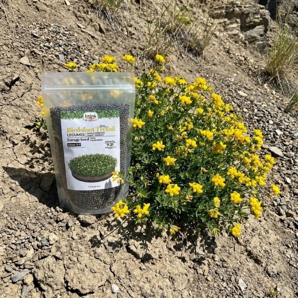 Old Cobblers Farm™ Wicked Tuff Turf Empire Birdsfoot Trefoil Seed – Green Forage