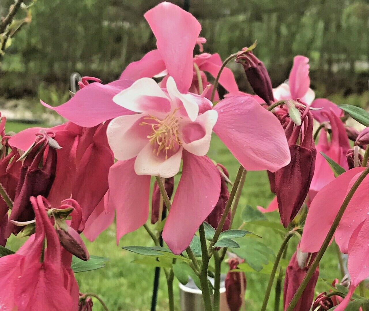 50 COLUMBINE SEEDS (Aquilegia seeds) Organic ~ Perennial Multi Color Flower