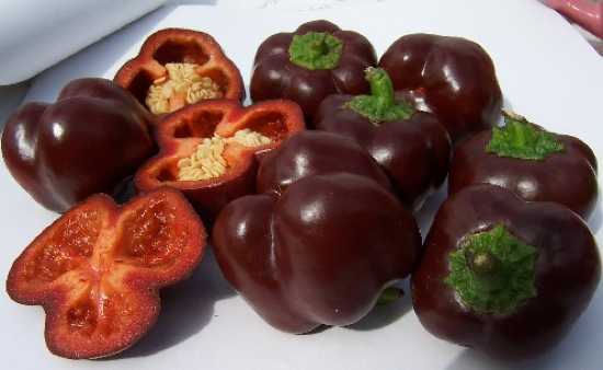 CHOCOLATE BEAUTY SWEET PEPPER SEEDS * BULK 100 COUNT PKT. * SWEETEST PEPPER *