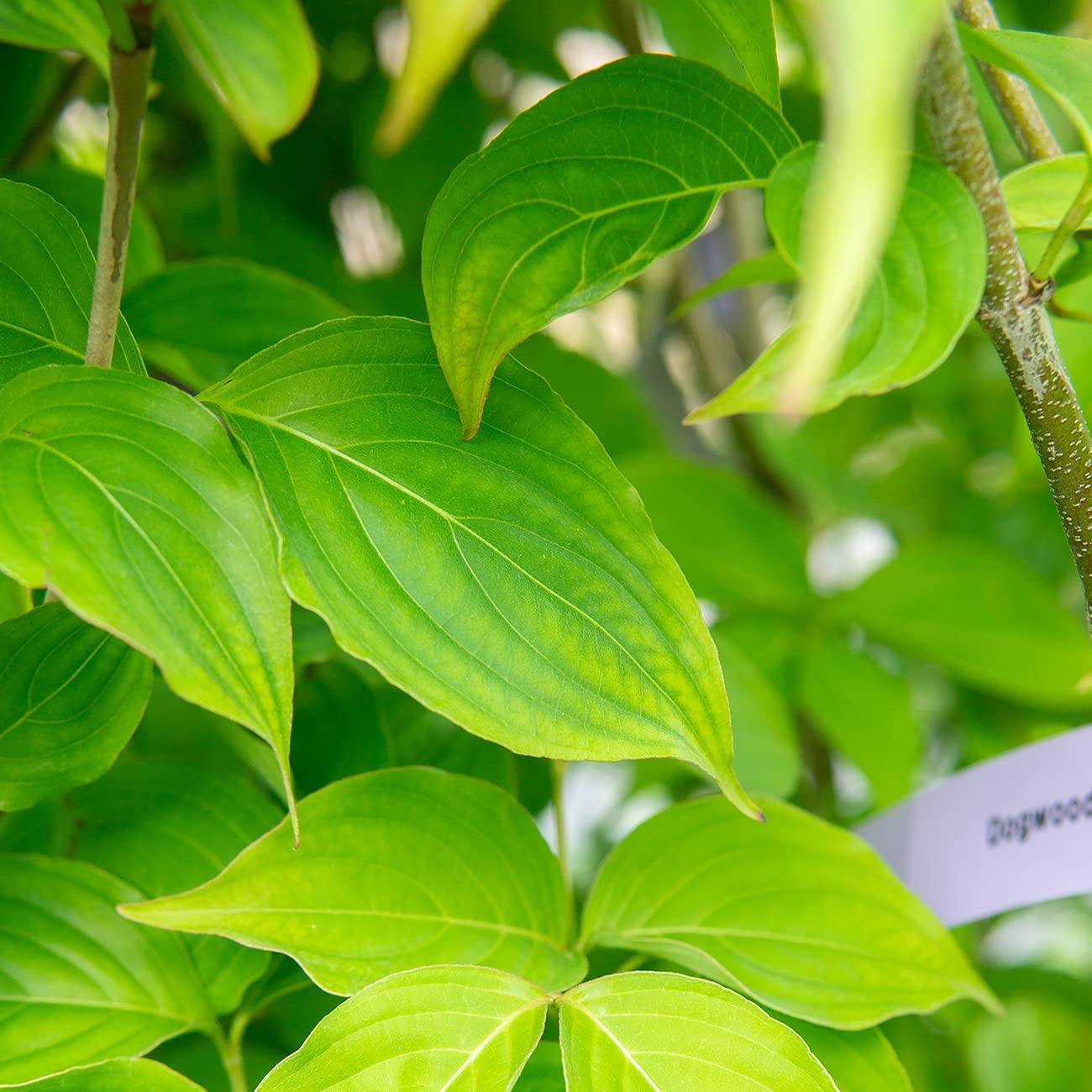 White Flowering Dogwood Tree 4-5ft. Tall Low Maintenance Ornamental Plant Vib…