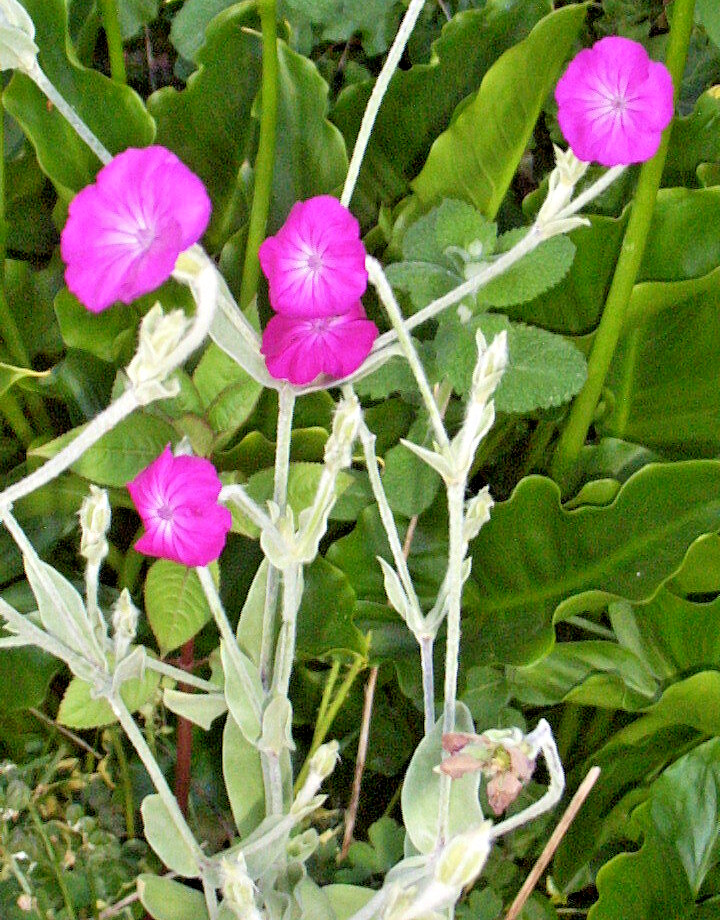 ROSE CAMPION 200 SEEDS, MAGENTA FLOWERS, FUZZY WHITE LEAVES, LYCHNIS CORONARIA.