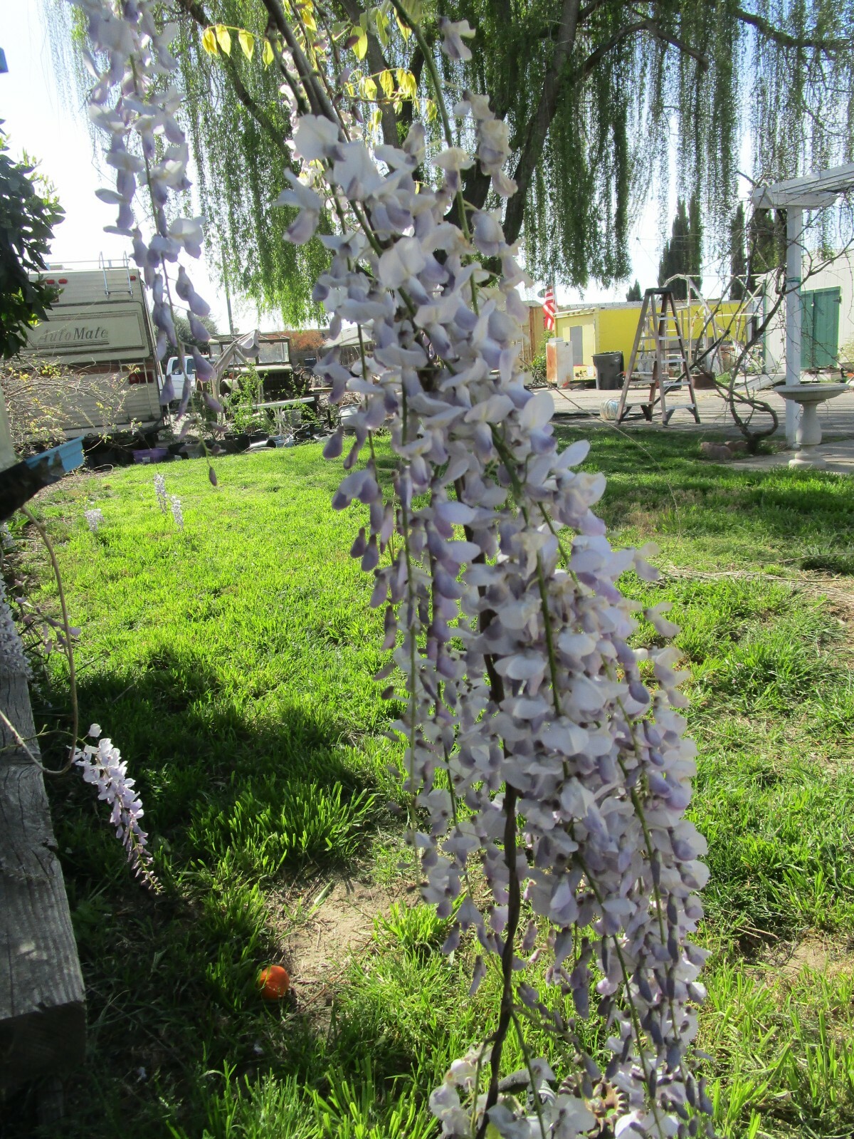 Purple Chinese Wisteria Seeds 10 seeds per bag
