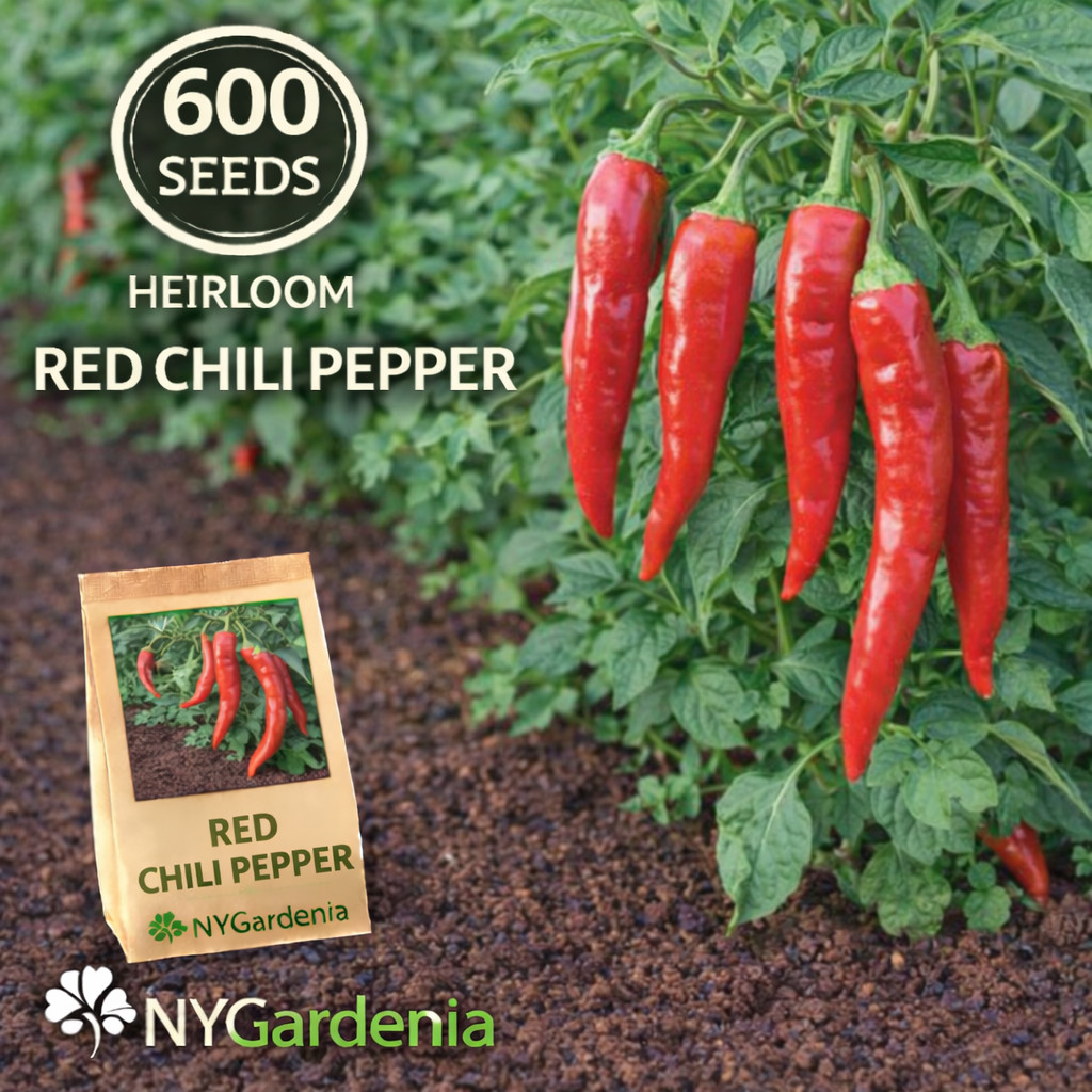 600 Red Chili Pepper Seeds Heirloom Hot Pepper Vegetable Garden Easy Grow