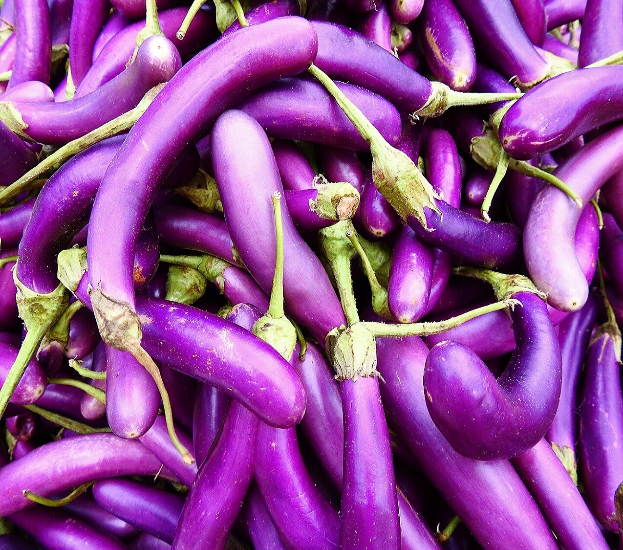 Eggplant Seeds Long Purple Asian Heirloom Non-GMO Vegetable Drough Resistant