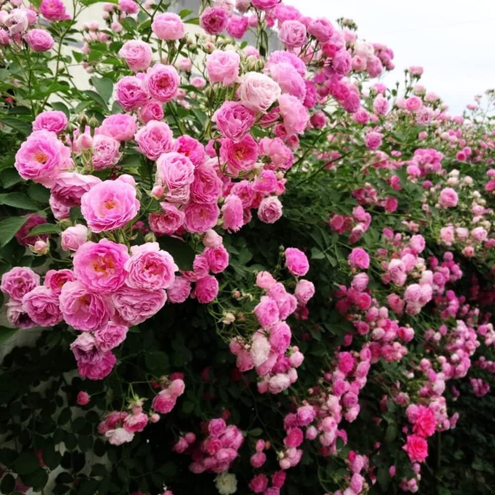 200+ Mix Climbing Rose Seeds – Vibrant, Long-Blooming Outdoor & Indoor Orname…