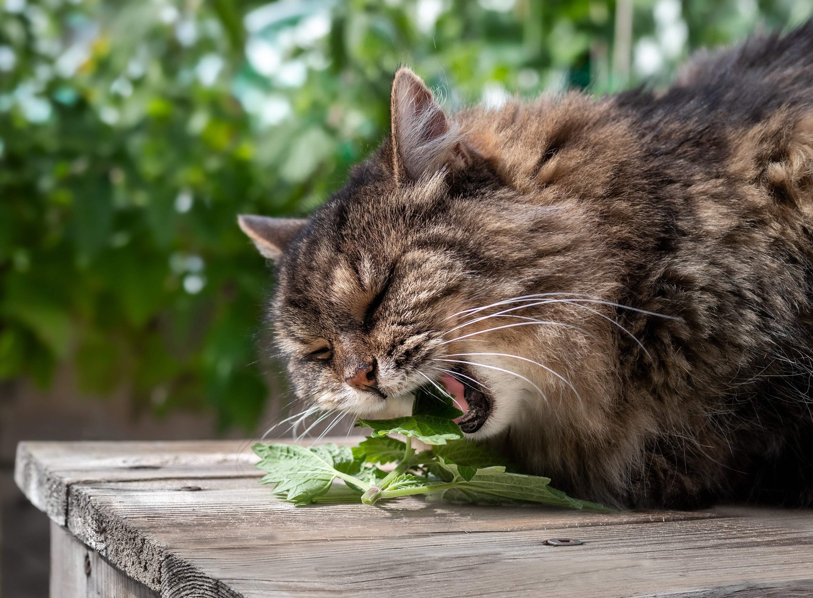 1000 HEIRLOOM CATNIP Nepeta Cataria Herb Flower Seeds