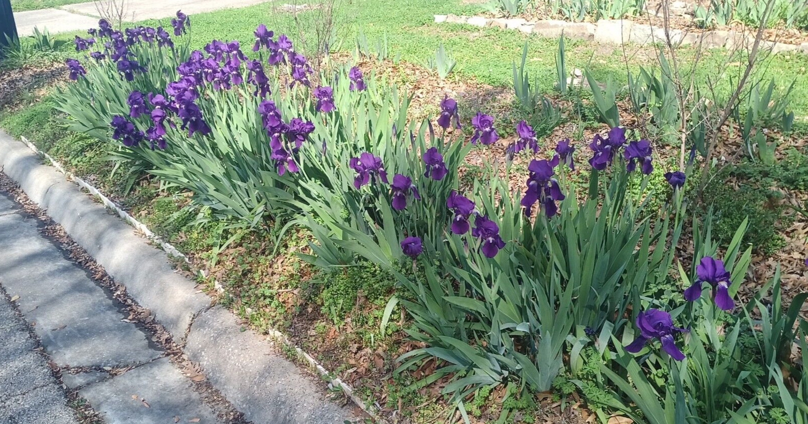 (10) TALL BEARDED IRIS RHIZOME LIVE ROOT GARDEN PLANTS SPRING PURPLE FLOWERS FUN