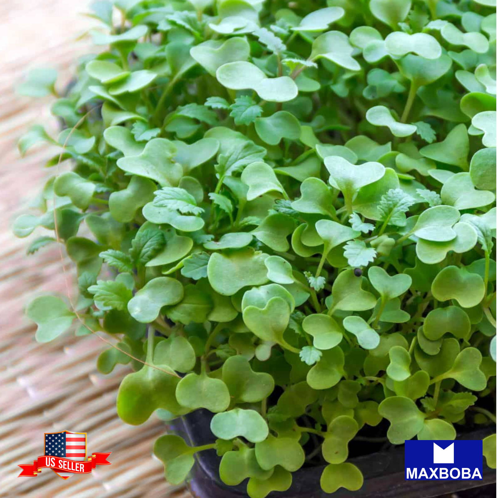 Kale Microgreens Seeds Heirloom Non-GMO