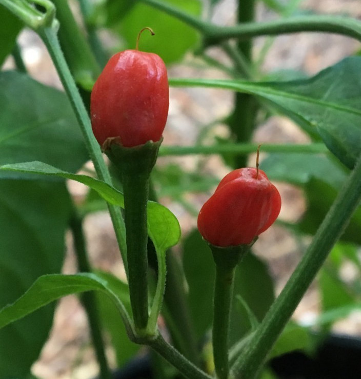 25 Hot Fresh Chiltepin | NON-GMO | Premium Pepper Seeds-B 19