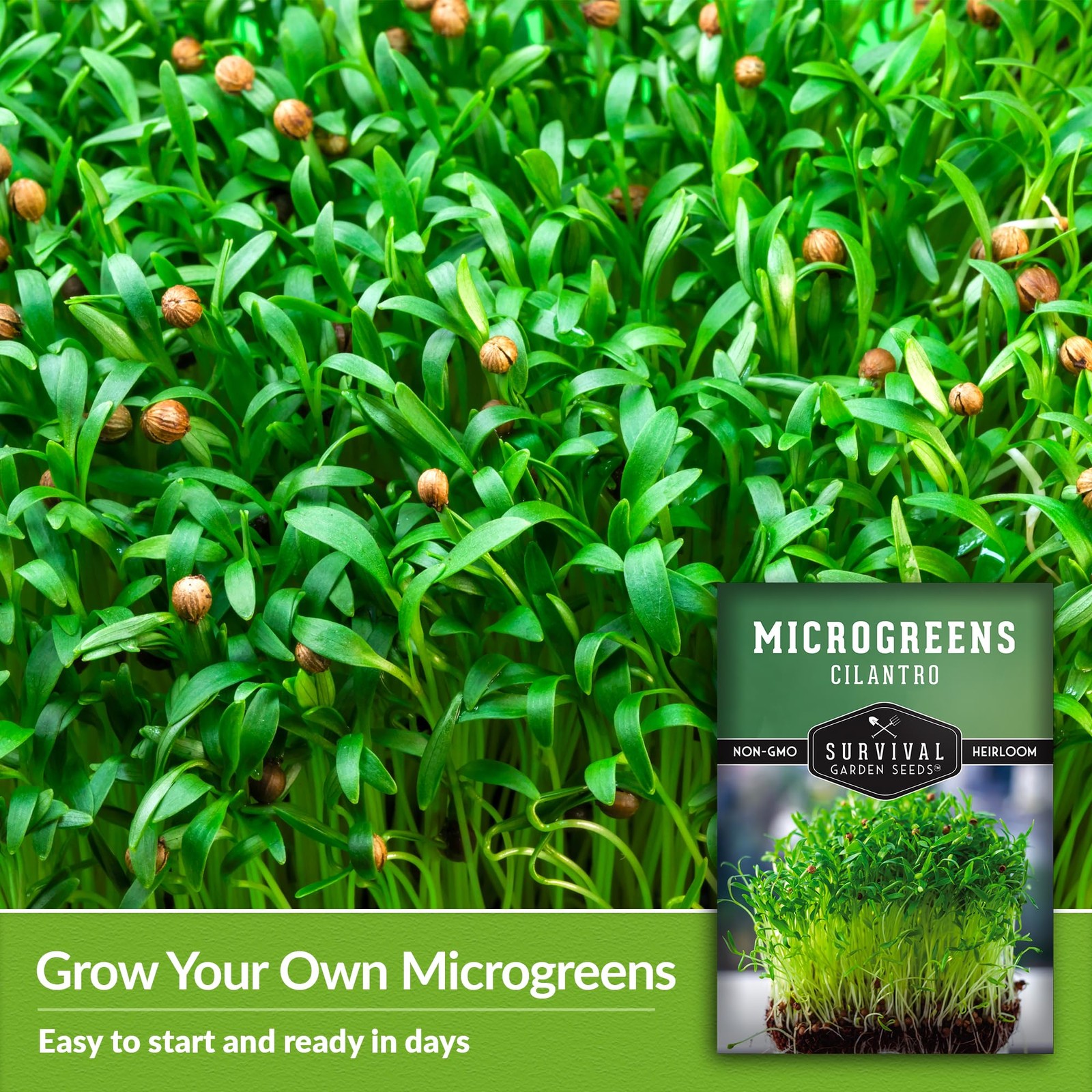 Cilantro Microgreen Seeds for Sprouting – Non-GMO Heirloom Coriander Seed for…