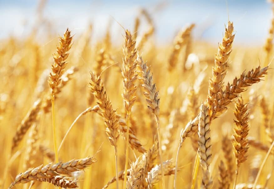 Wheat Cover Crop Seeds – Non-GMO Winter Wheat – Deer & Turkey Food Plot Seed – W