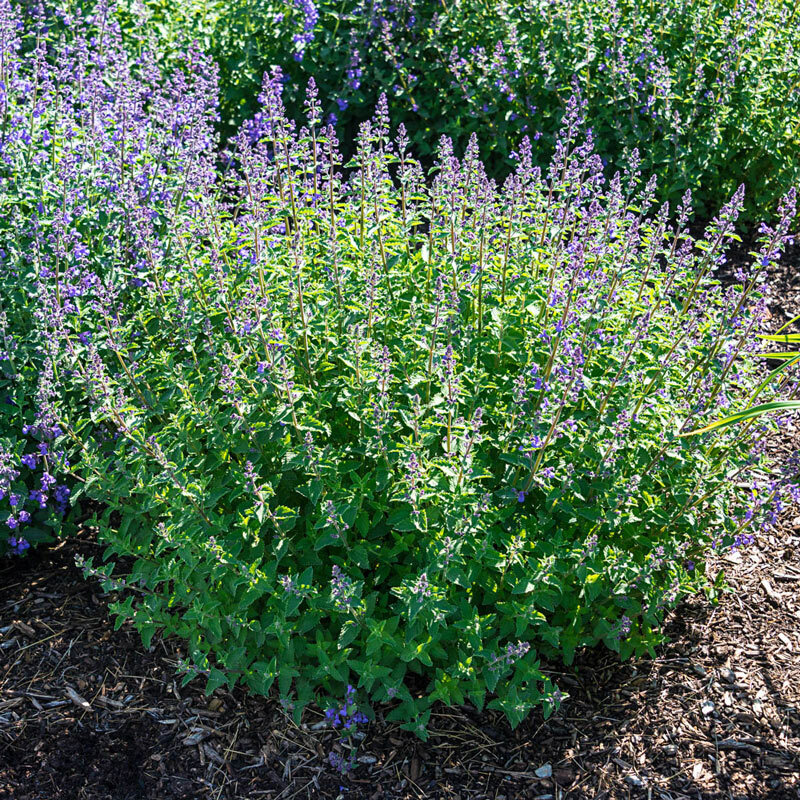 500+ Catnip Seed, Heirloom NON-GM, Fresh Seeds, A Favorite of Your Furry Friends