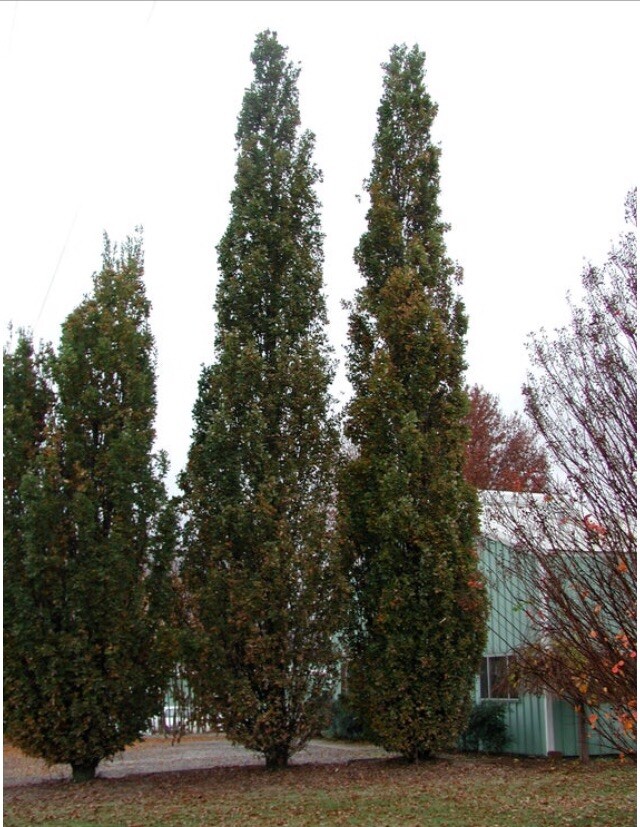 3 ft tall 3 year old Quercus robur Fastigiata , Columnar English Oak, bare root