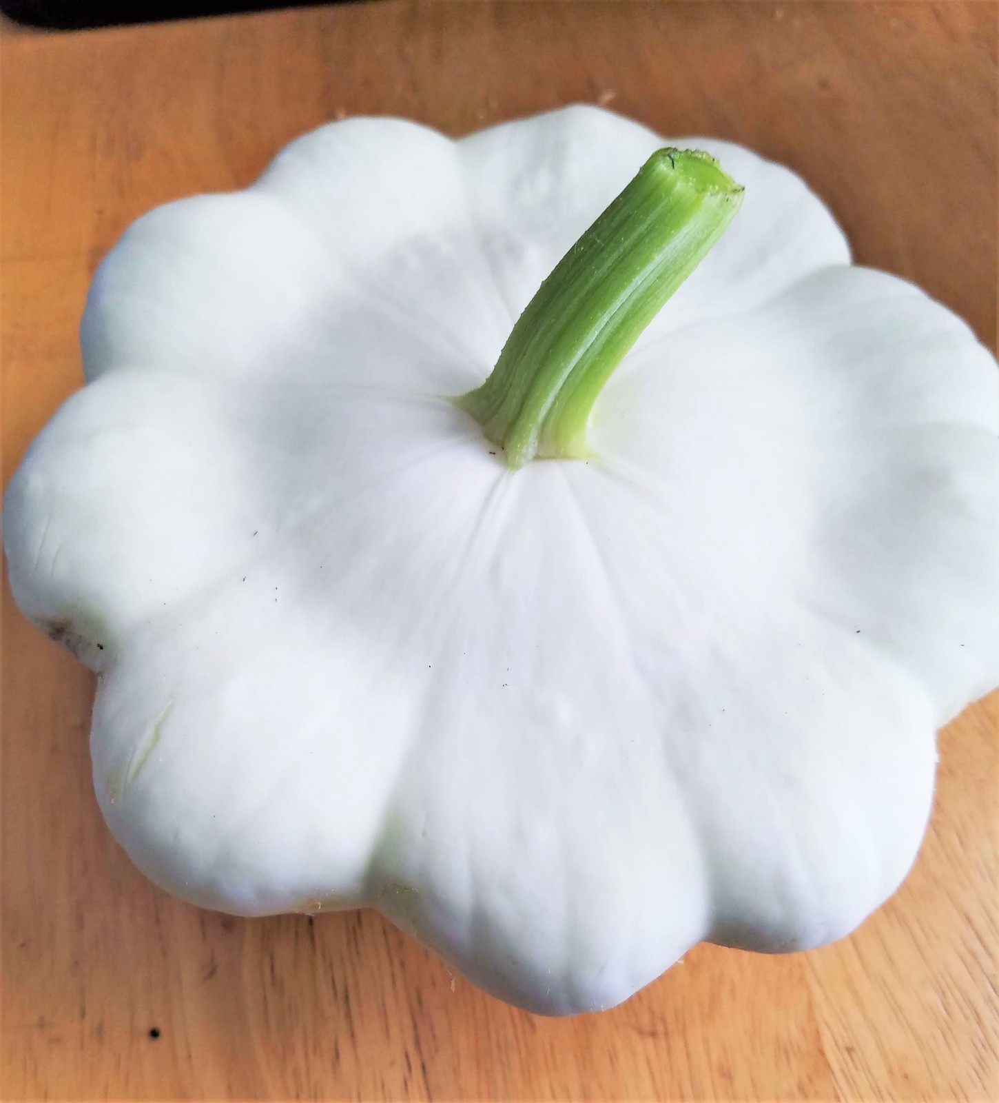 Early White Patty Pan Seeds | Bush Scallop Summer Squash Vegetable Seed New 2024