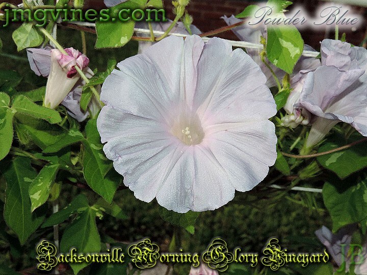 Powder Blue Japanese Morning Glory 6 Seeds