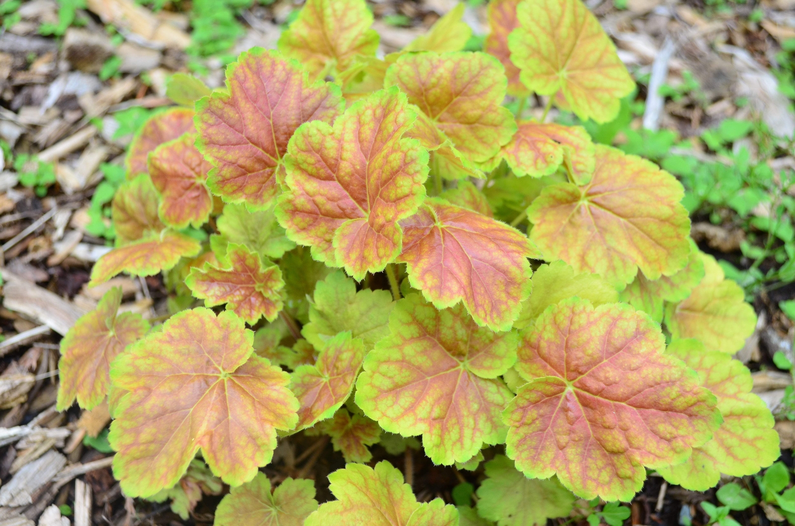 1200 MIXED COLORS CORAL BELLS HEUCHERA Shade Flower Seeds *Flat S/H