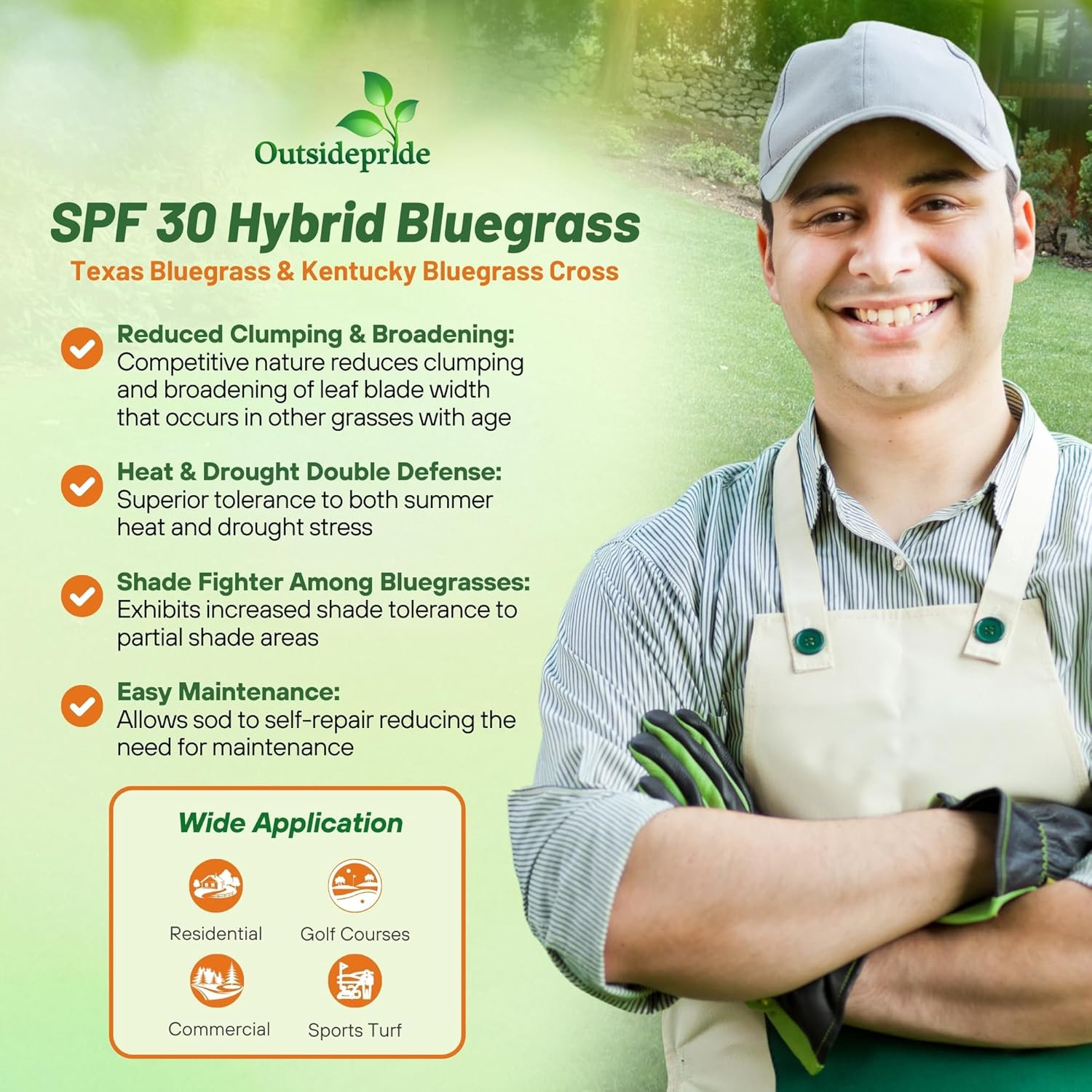 SPF-30 Hybrid Bluegrass Seeds – 5 Lbs. Heat & Drought Tolerant, Texas Bluegrass