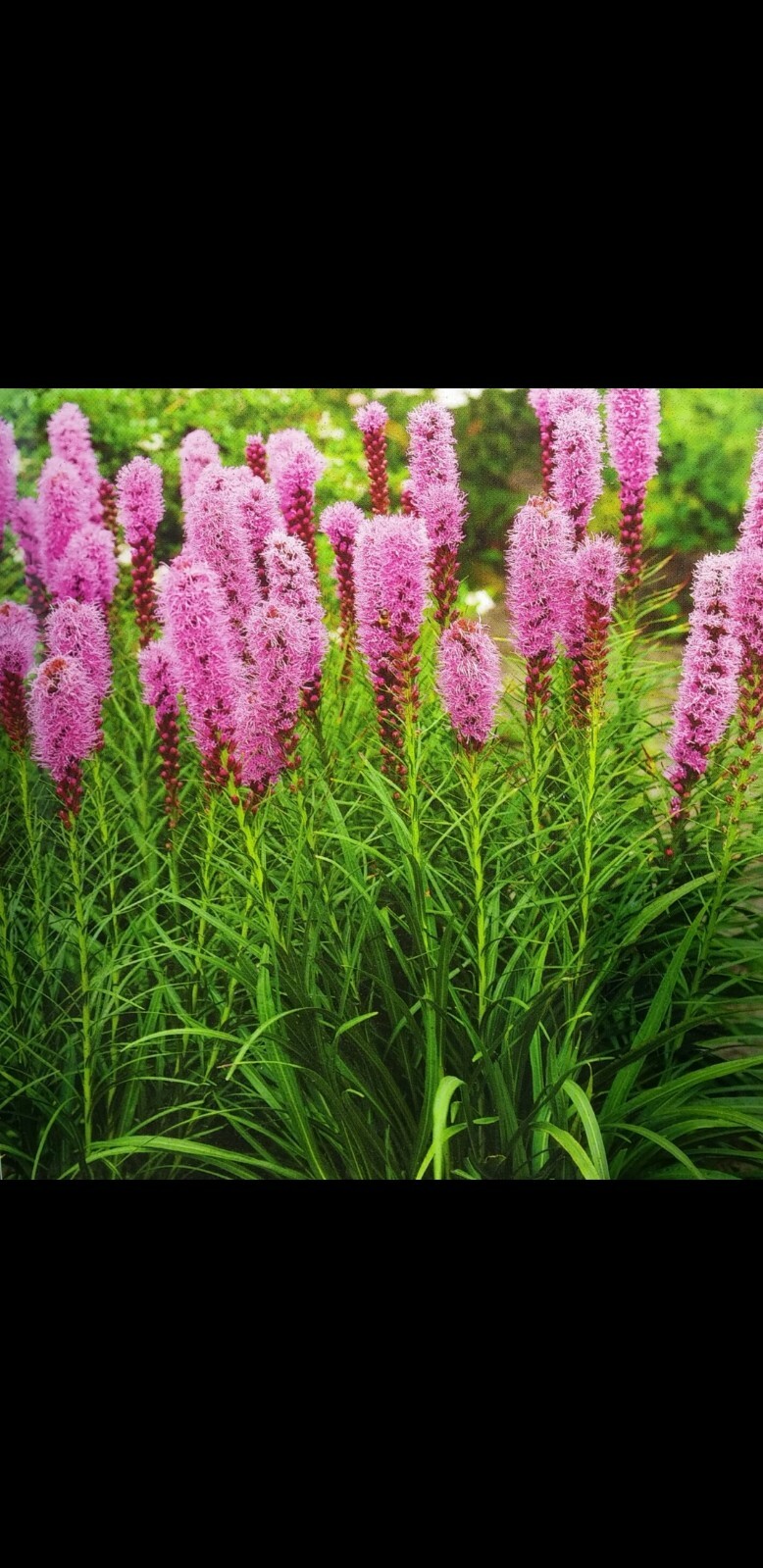 50 Purple Liatris Blazing Star Gayfeather Seeds