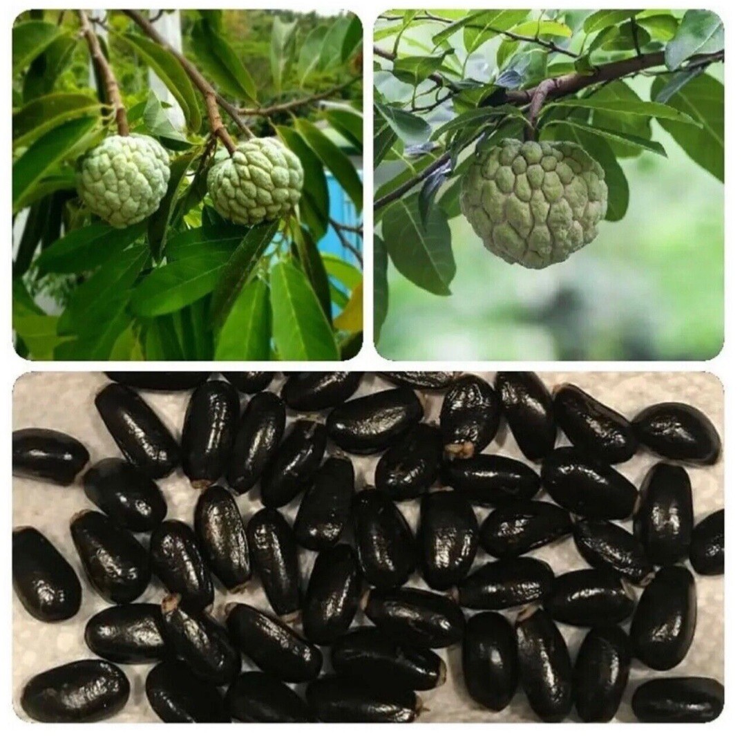10+ Extra Sweet Sugar Apple Australian Seeds | Sweetsop Mang cau | Trái Na