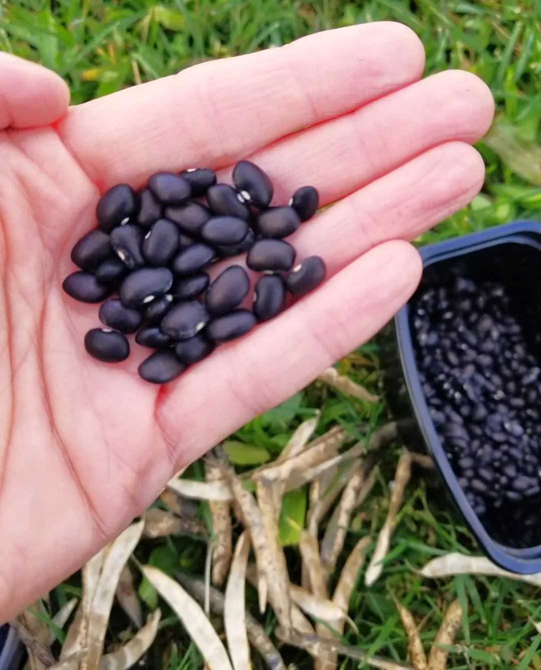Black Bean Seeds | For Planting Mexican Frijoles Beans Black Turtle Seed 2025