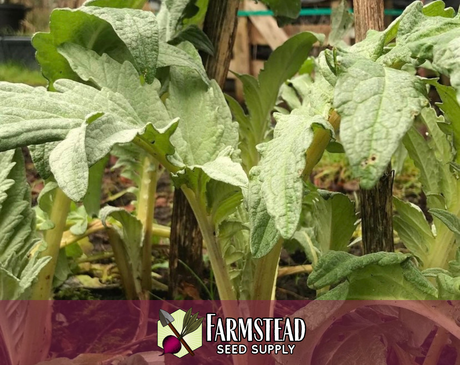 80+ Artichoke Seeds [Green Globe] Vegetable Gardening, Heirloom, Non-GMO, USA