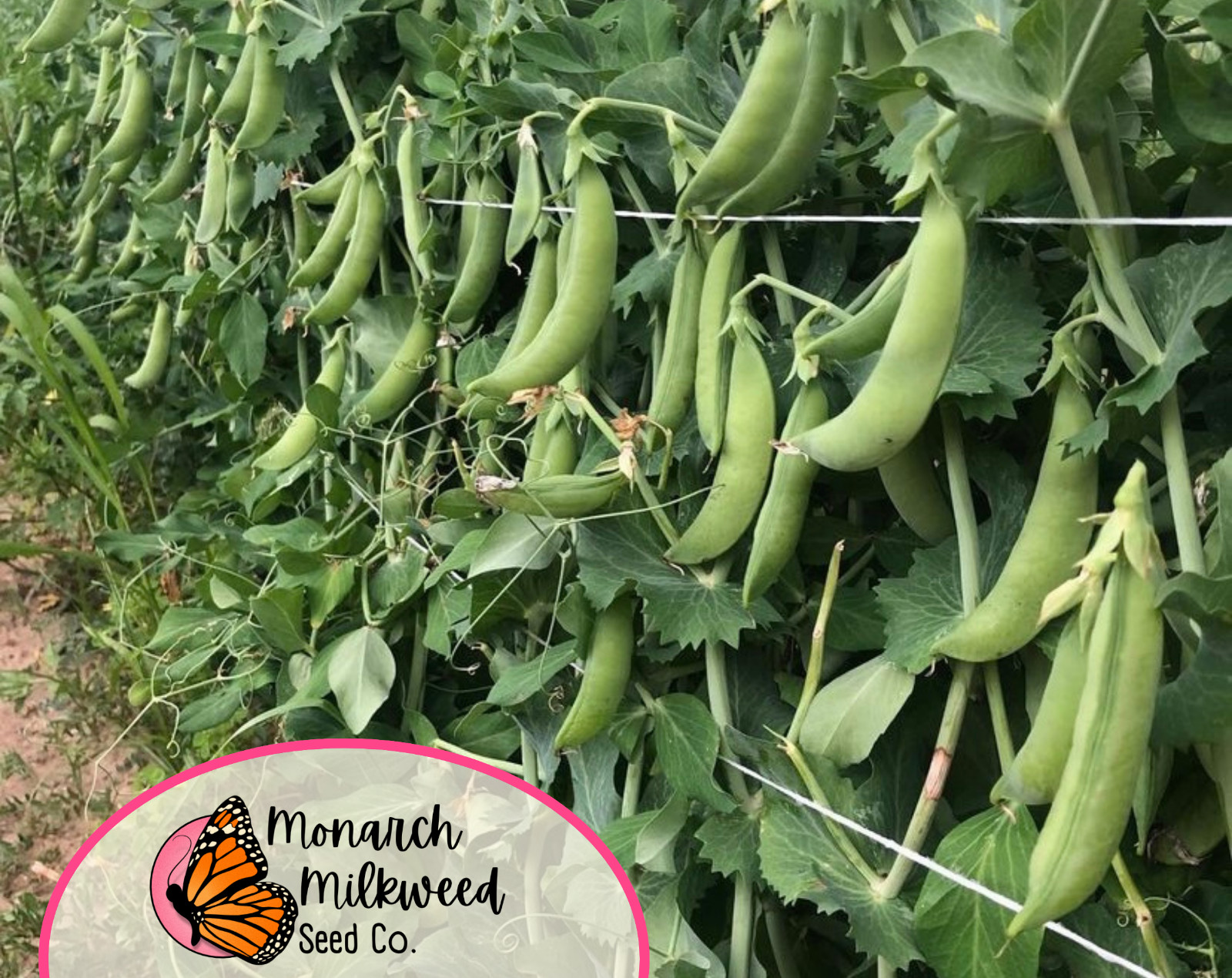 90+ Pea Seeds ‘Sugar Snap’ | Heirloom, Non-GMO, Vegetable Gardening Seed Packet