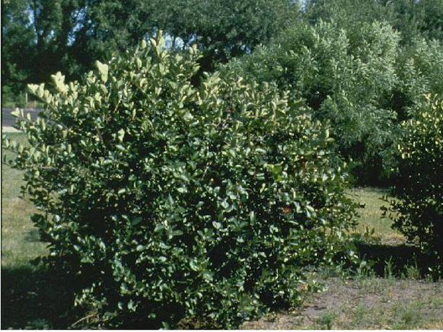 Black Chokeberry Shrub, Aronia melanocarpa, Seeds (Edible, Fall Color, Hardy)