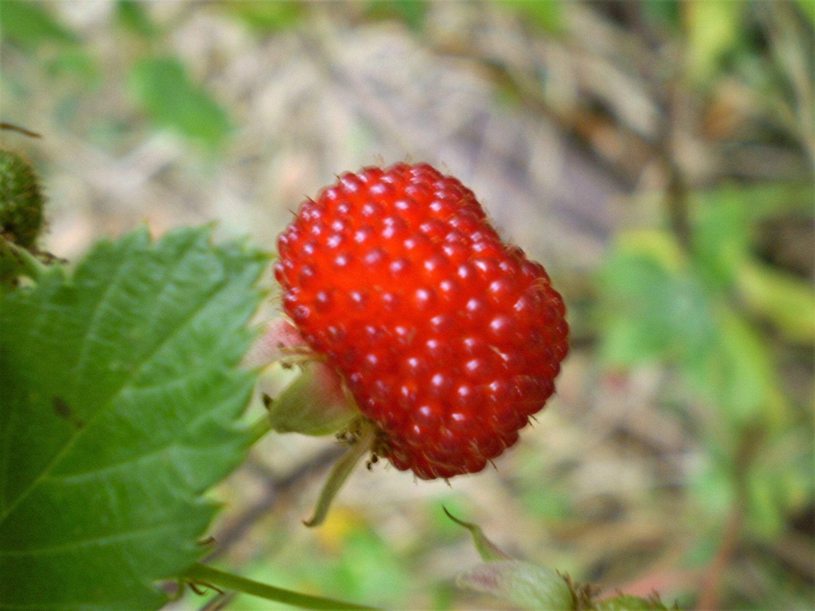 20 AUSTRALIAN RASPBERRY Queensland Atherton Rubus Probus Berry Fruit Shrub Seeds