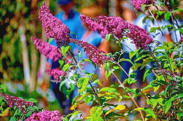 BUTTERFLY BUSH LAVENDER, 2000 SEEDS, BUDLEJA DAVIDII, beautifully scented bulk