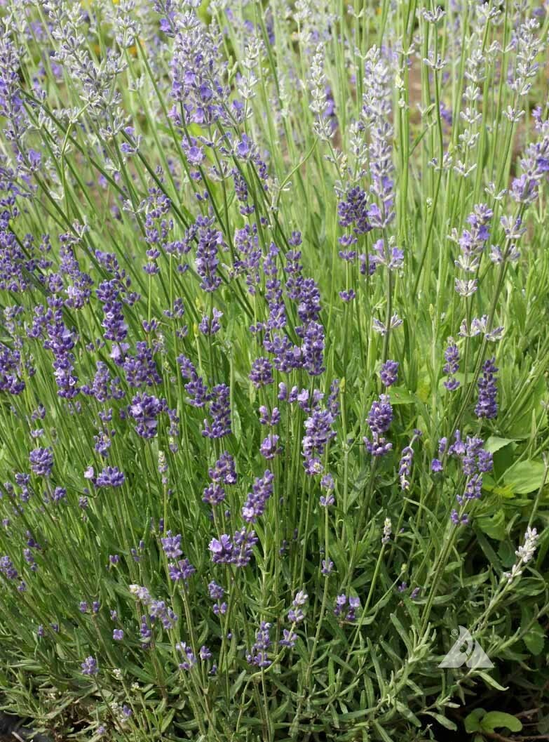 True LAVENDER English Fragrant Flowers Perennial Medicinal USA Non-GMO 200 Seeds