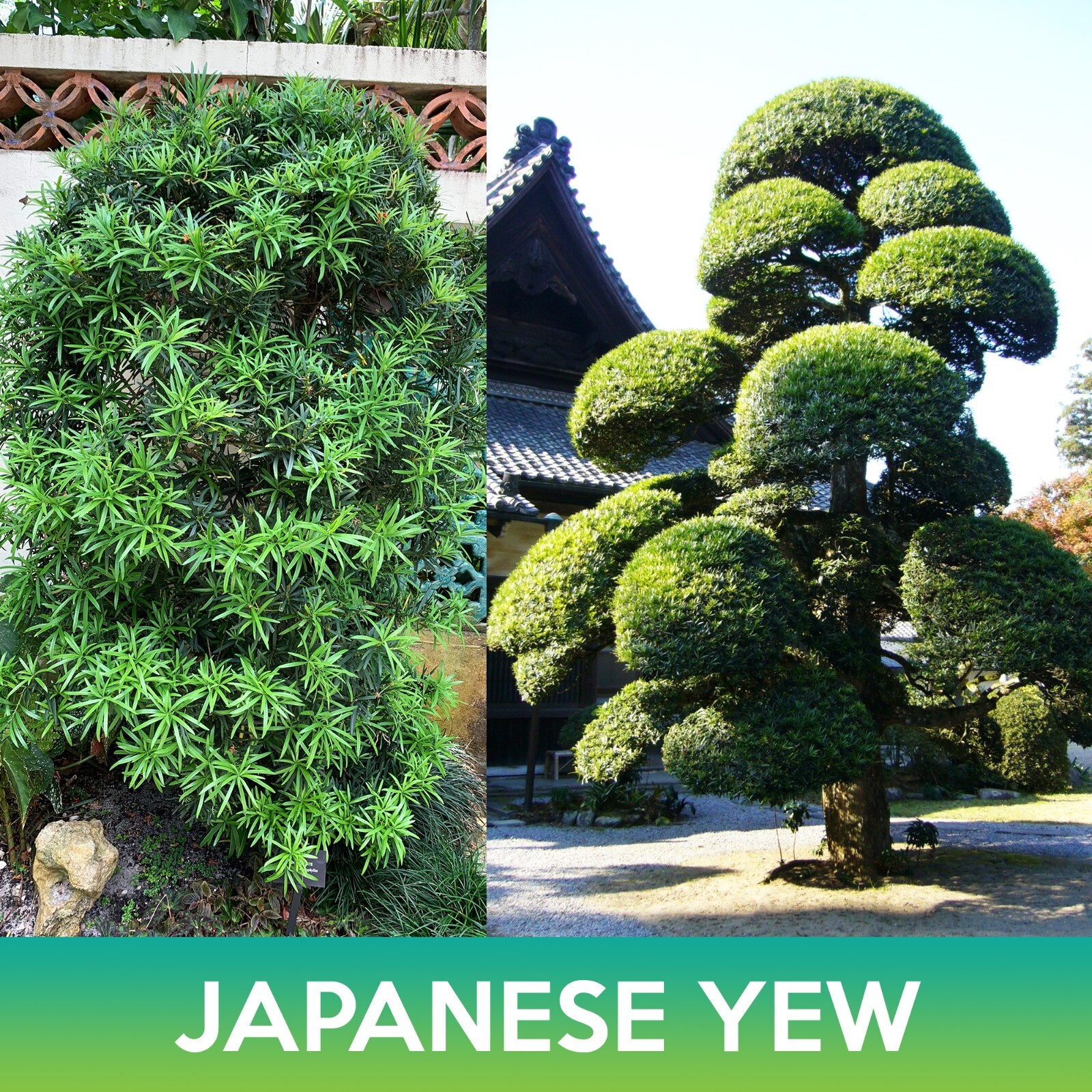 Japanese Yew Seeds, Plum Pine Yew, Podocarpus macrophyllus