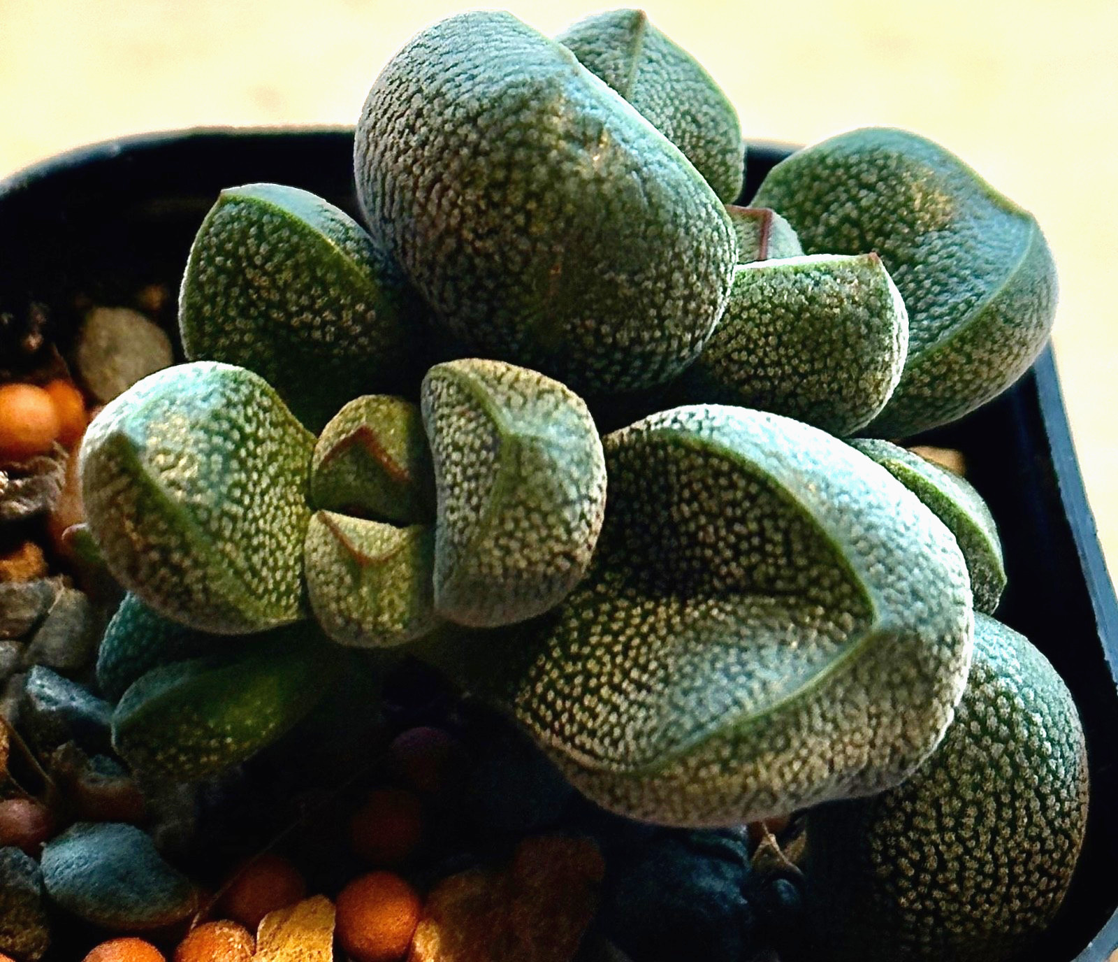 Crassula fragaroides succulent cactus