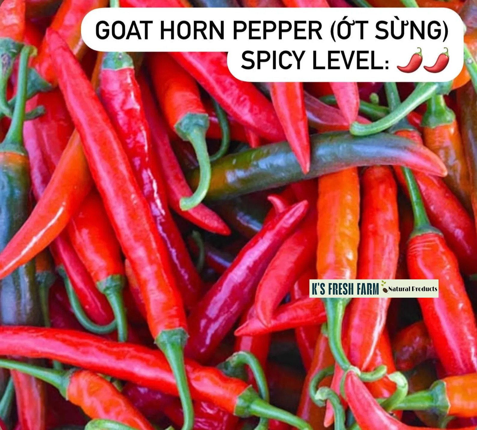 Cayenne Long Thin Red/ Goat Horn Pepper Seeds- hạt giống Ớt Chỉ Địa/ Ớt Sừng