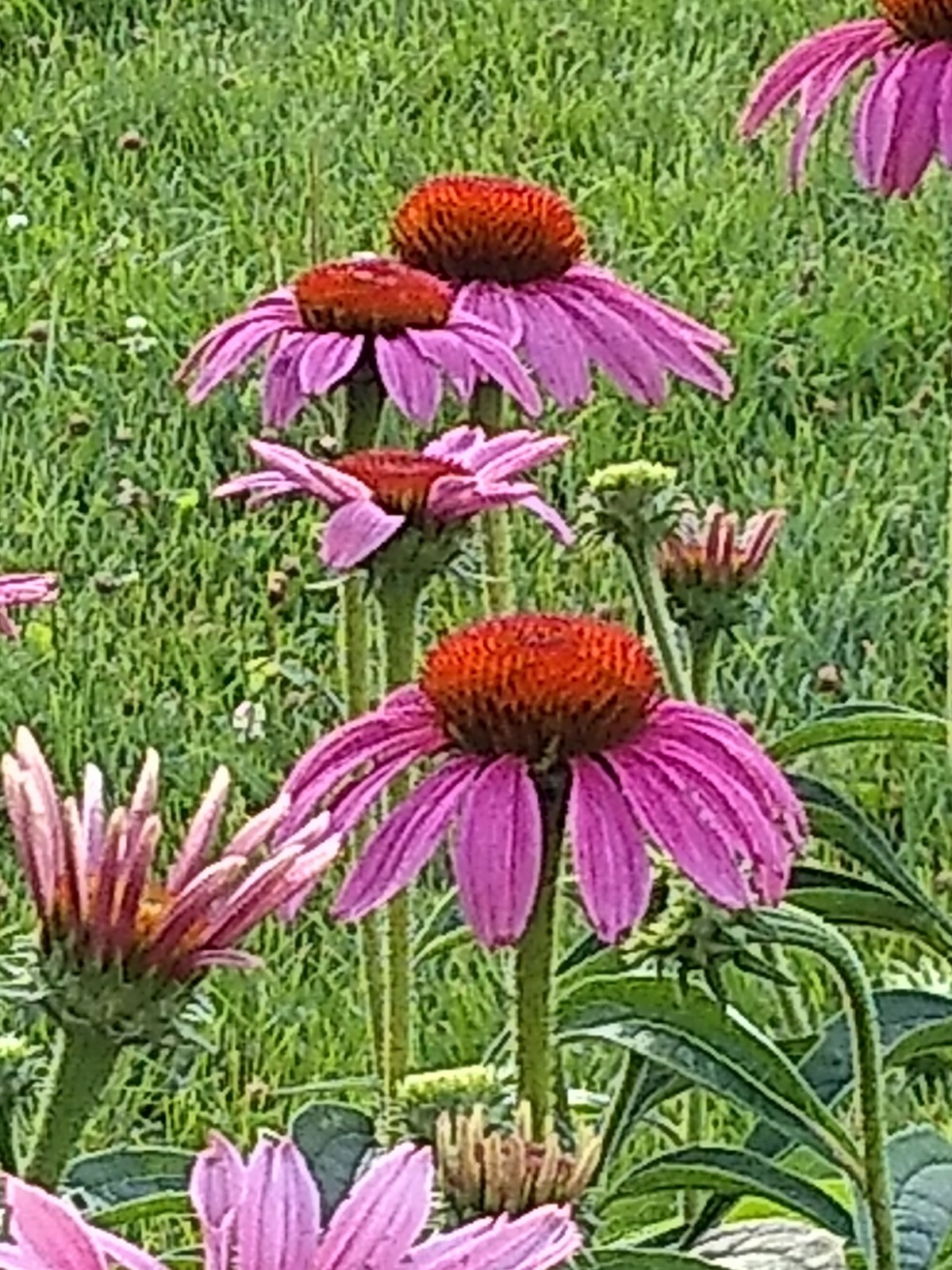 75+ Echinacea Purple Coneflower Seeds Medicinal Herbal Seeds Wildflower 2021 E1