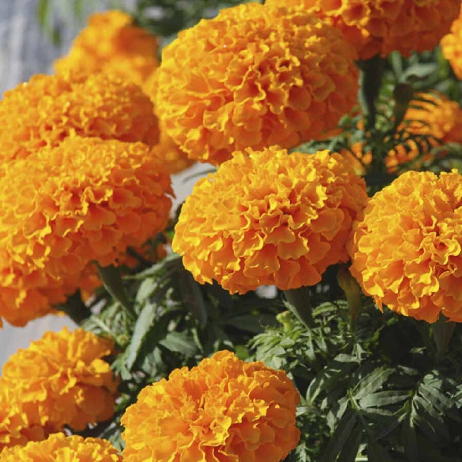 200 ORANGE CRACKERJACK MARIGOLD SEEDS ORGANIC NON GMO TALL PLANT BIG FLOWER