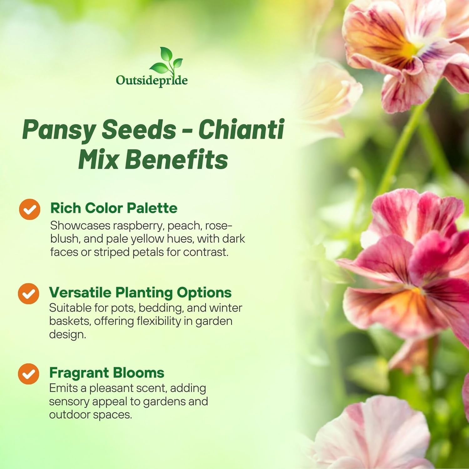 25 Seeds Pansy Chianti Flower Seed Mix – Viola x wittrockiana