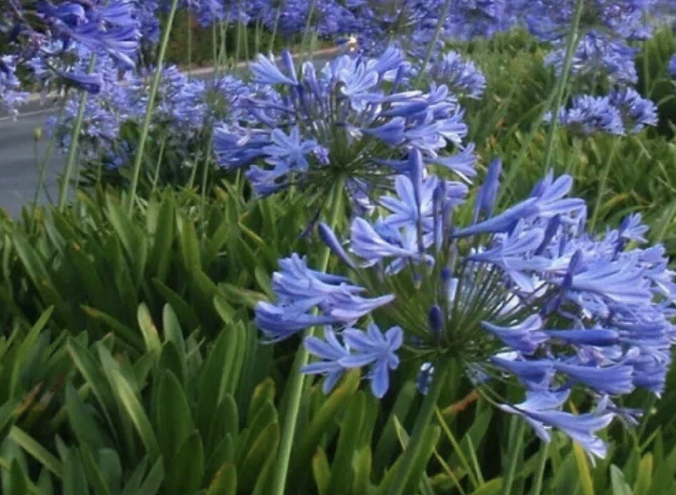 35+ AGAPANTHUS BLUE LILY OF THE NILE FLOWER SEEDS / PERENNIAL