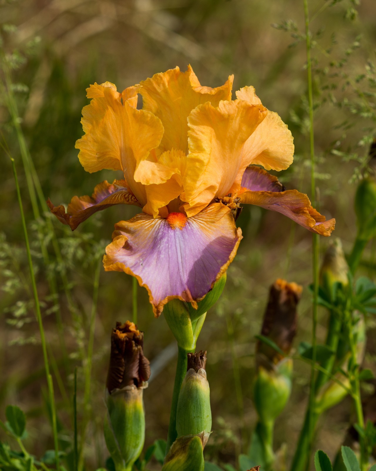 ** GRAND CANYON SUNSET ** Tall Bearded Iris. Combined Shipping: Jul – Sep