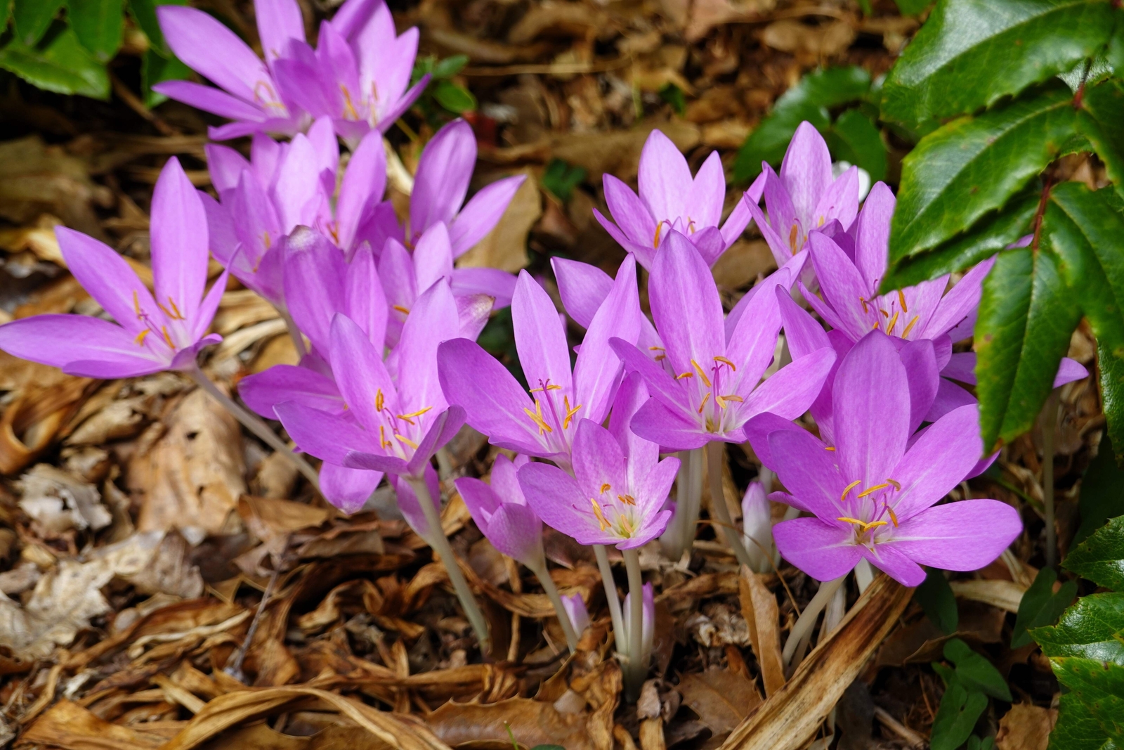 10 AUTUMN CROCUS Colchicum Autumnale Meadow Saffron Flower Seeds *Comb S/H