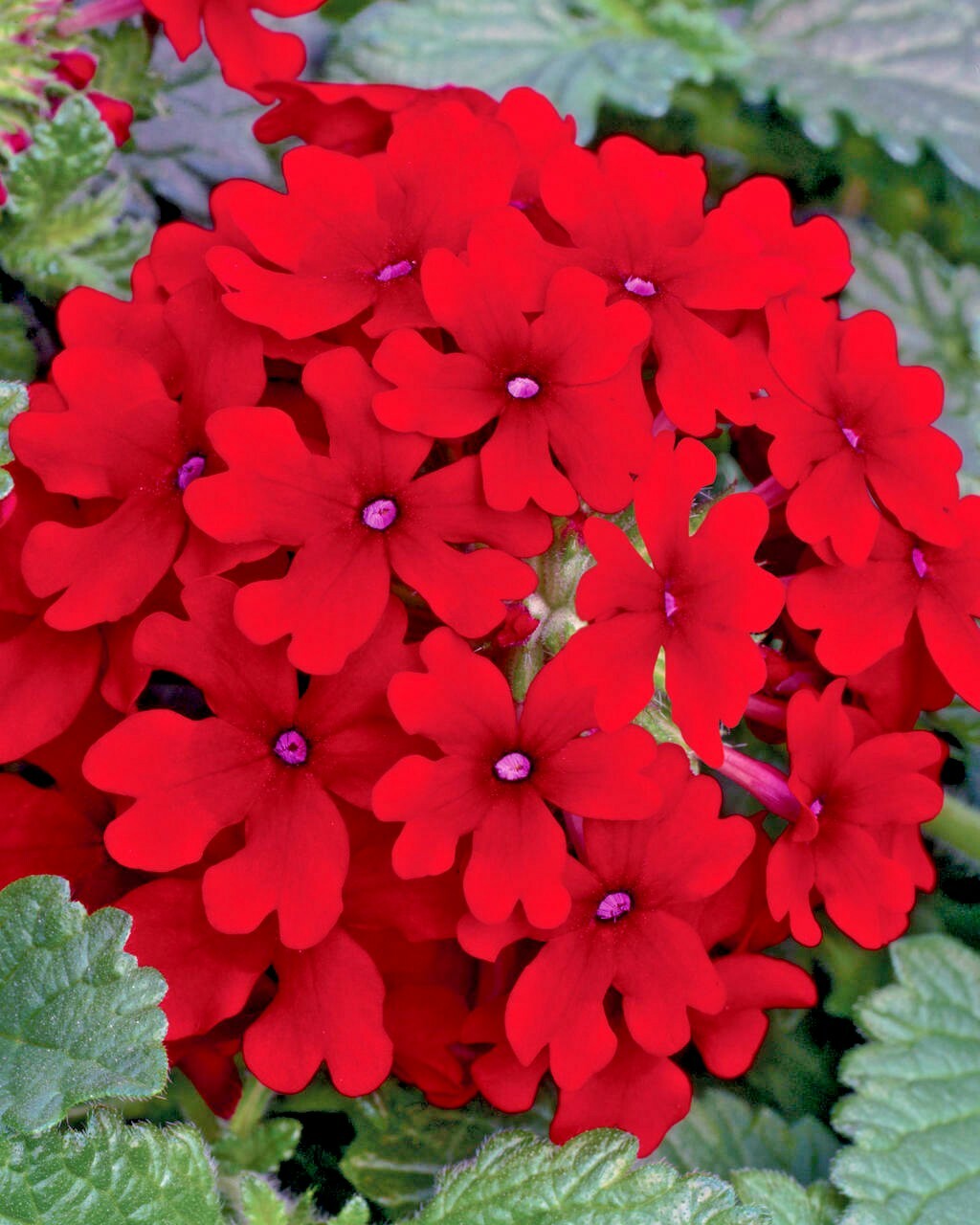 201+VERBENA MIX Flower Seeds Groundcover Hanging Baskets Container Flower Garden