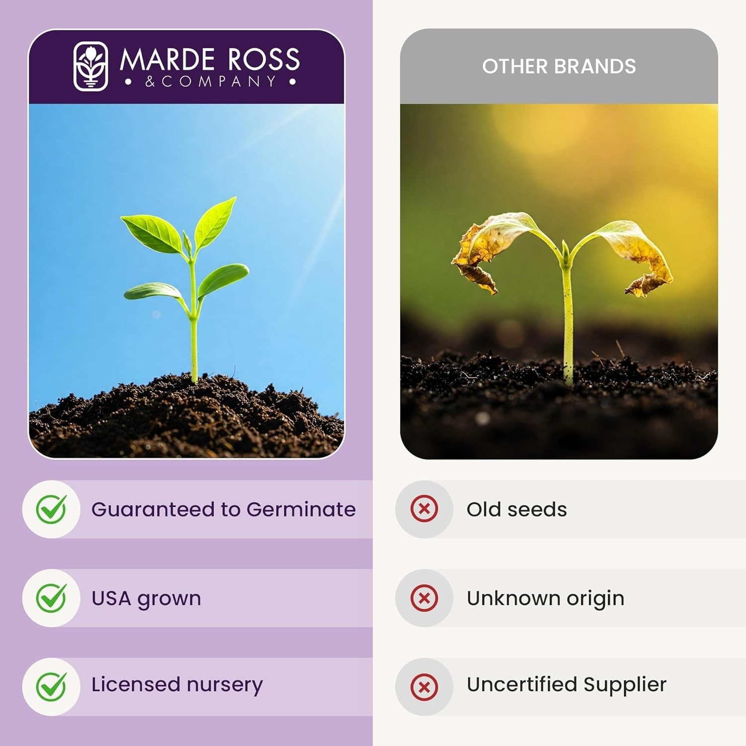 GMO-Free Forget Me Not Seeds – 5000 Pack Perfect for Spring and Summer Blooms