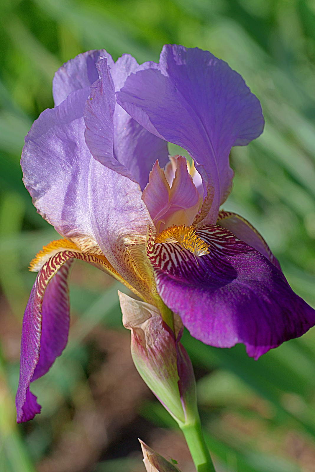 6x MIXED VARIETIES/COLORS BEARDED IRIS Bulbs/Rhizomes FRESH
