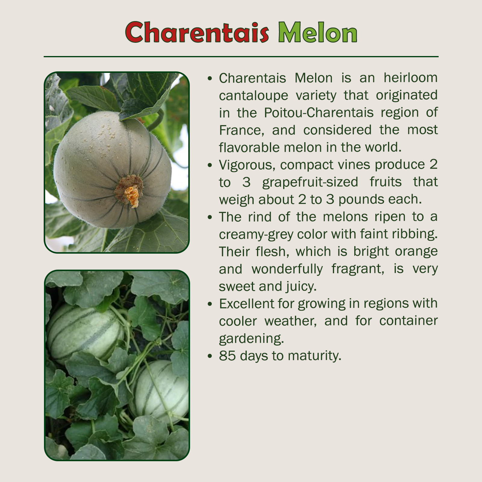 40 Charentais Melon Seeds, French Heirloom Cantaloupe, Non-GMO, Genuine USA
