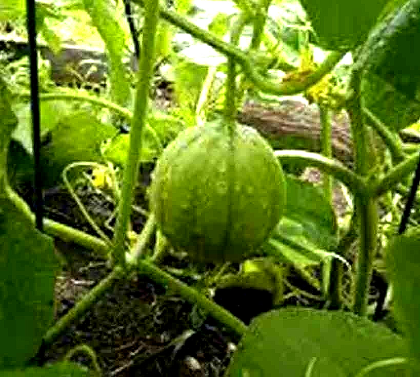 CHARENTAIS MELON FRUIT RARE FRENCH CANTALOUPE SWEET HEIRLOOM NON-GMO 20+ SEEDS
