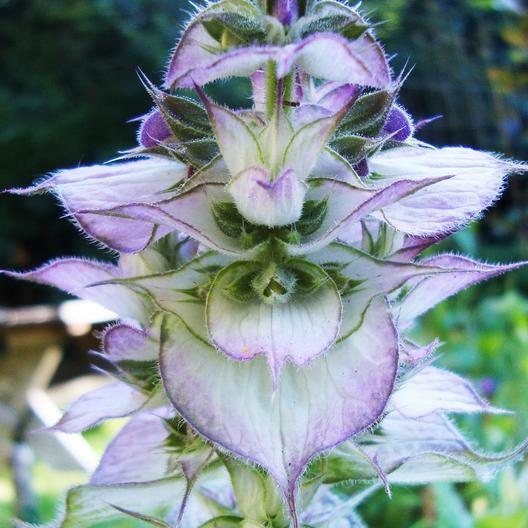 Clary Sage BLUISH WHITE Salvia sclarea 2-4′ Perennial USA Non-GMO 100 Seeds!