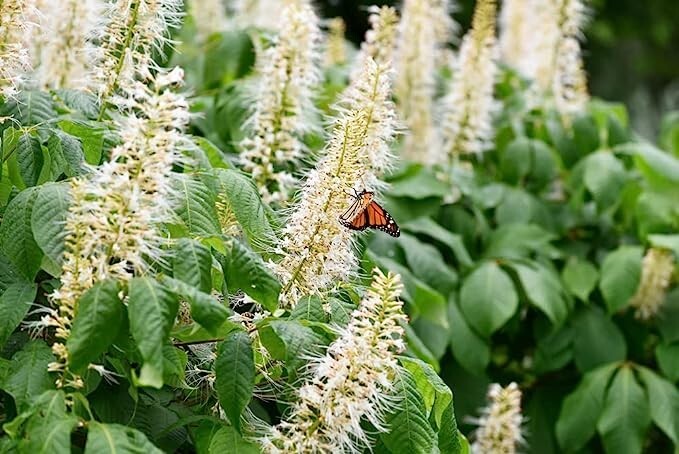 Sweet Pepper Bush Seeds for Planting (50 Seeds) – Blooming Shrub