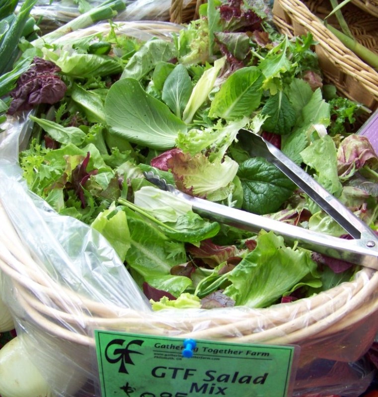 1000 SEEDS – GOURMET LETTUCE salad greens MIX GroCo (BUY 15 – SHIPS FREE)