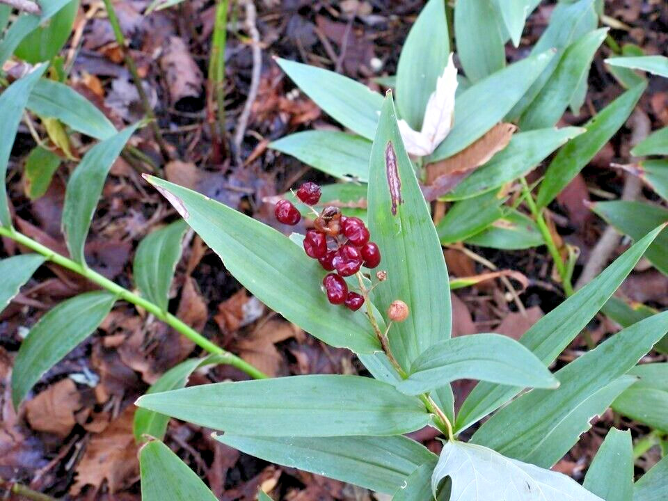 15 FALSE SOLOMONS SEAL SEEDS – Maianthemum racemosum