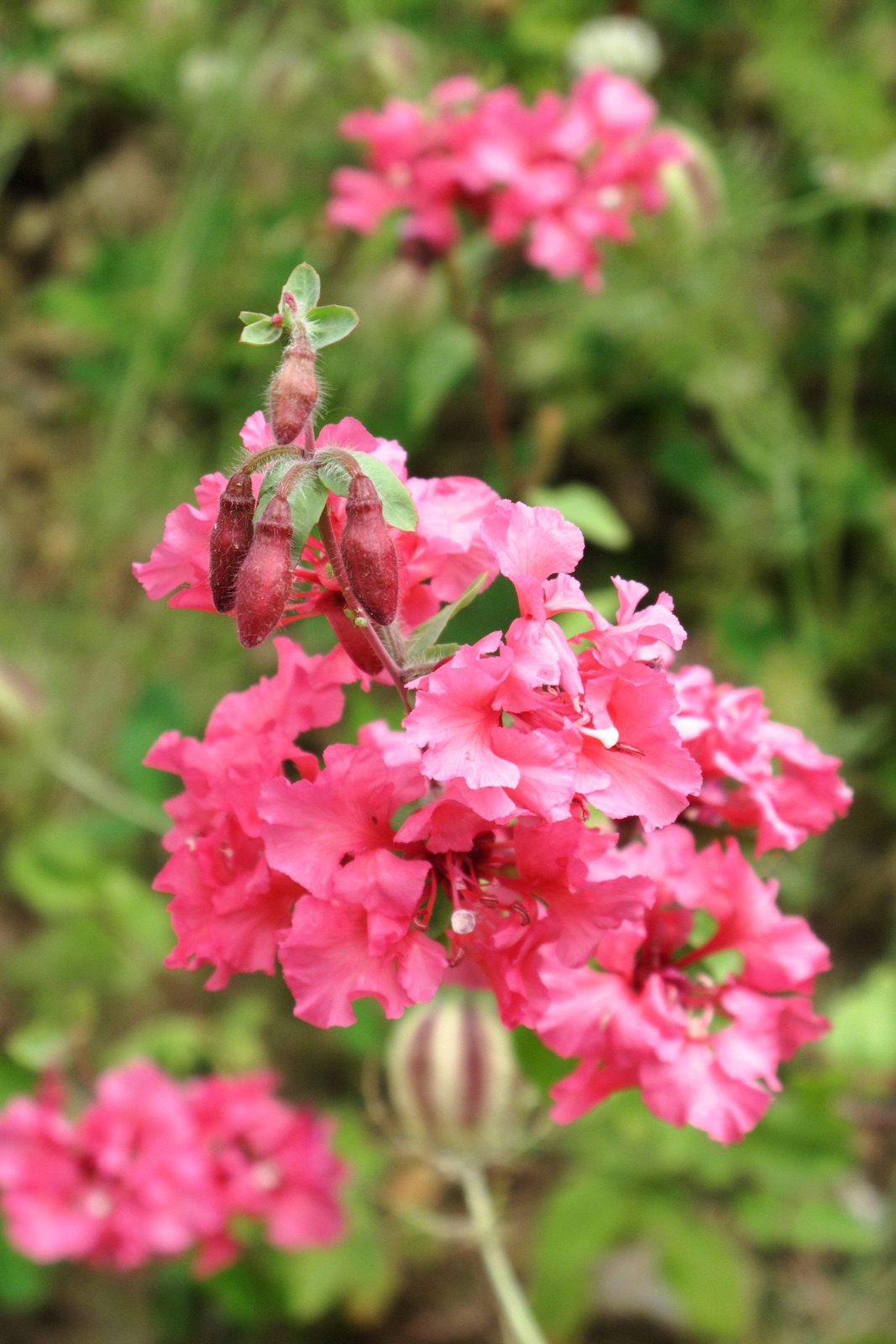 500 Mixed ELEGANT CLARKIA Mountain Garland Elegans Pink Purple Red Flower Seeds